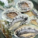 하남유통건어물 | 완도전복직거래 전복선물세트추천_바다농장