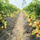 효자농장 이미지