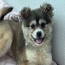 [❤️입양후기❤️] 1851. 도담🐶