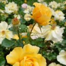 MUSCLE FIT 이미지