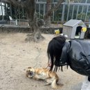 마켓코시롱