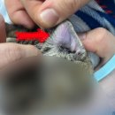 이개내고양이 이미지