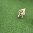 위드멍 애견유치원 이미지