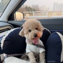 스타켄넬 | 강아지 카시트 추천 | 멈머 푸딩 펫 드라이빙킷 S 실사용 후기🚘 내돈내산