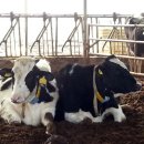 은선목장 이미지