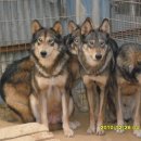 카리스마 이미지