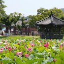 [픽! 정읍] '호남제일정' 피향정 연못에 핀 연꽃 이미지