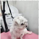 강아지미용실 이미지