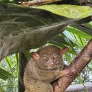 반딧불안경 이미지