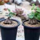 - 마감이야요 - 실바티카, 구갑룡 Dioscorea elephantipes Dioscorea sylvatica 이미지