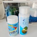 UR(의정부시)-[추동로]-하-30 | 구피 물고기 키우기 초보후기, 미니어항에 10마리 키워본 결과?