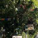 버팔로 복싱 | 1227-1229 포카라 안녕