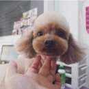 마마독스 이미지