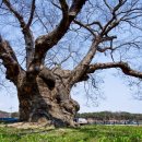 한생명 느티나무 이미지