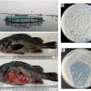 가두리 양식 조피볼락의 피부궤양병의 원인 Photobacterium damselae subsp. piscicida. 이미지