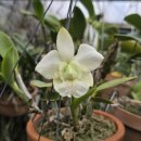 Cattleya walkeriana semi alba amoena "São Francisco"(natural) 이미지