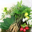 윤희네농장 | [윤희네농장] 새싹삼+삼붕초 효도초 체험단 모집합니다 :)