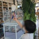 버드리천안점 | 천안에서 앵무새와 힐링하기! 버드리 앵무새카페 천안점 후기 (내돈내산) 천안아이와 갈만한곳