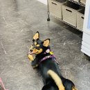 맛있개 냠냠 이미지