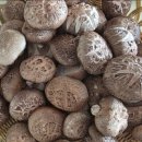 유창농장 | 오봉산표고버섯농장 후기 매곡아지매(감사합니다)