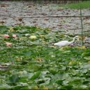 신대호수 이미지