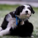 원흥동물의료센터 이미지