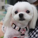 복실이네 애견 이미지