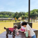 꼬마펫 | 요즘 핫한 강릉 펫파크 방문후기