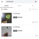 풀멍 이미지