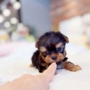 해피애견타운 강아지고양이 포항점&현살롱드펫(북구) | 포항강아지분양 편안한 선택과 만족