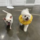 멍그니엘 애견호텔 수원점 이미지