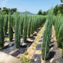 골든엔젤 이미지