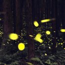 반딧불이 이미지