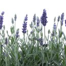 라벤더 이미지