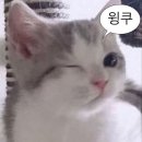 연비헤어 네이버블로그