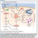 5 항암치료의 원칙 계속 - chemotherapy의 원칙 이미지