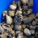 소라잡는댕댕이 이미지