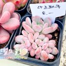 경산 꽃 다육 이미지