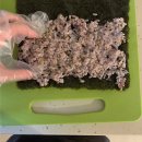 당근김밥 이미지