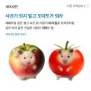 도마도 네이버블로그