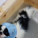 친친동물병원 이미지