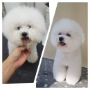 도브리댕 이미지