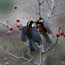 산새민박 이미지