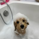 무드앤독 이미지