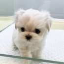 더케이펫 강아지분양 이미지