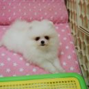 꼬미