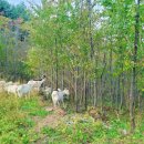 세진목장 이미지