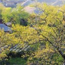 순천산식