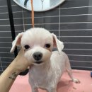 까꿍펫살롱 이미지