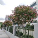 배롱나무거리 이미지